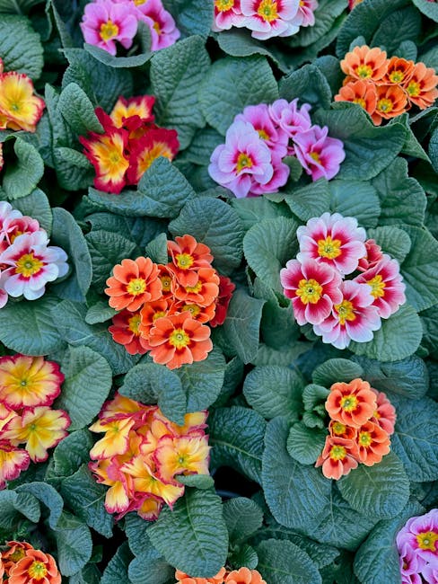 A close-up view of a dense cluster of primrose flowers in full bloom, featuring bright pink, orange, and yellow petals with darker centers, surrounded by large, textured green leaves. The flowers are numerous and layered, with some buds still unopened, growing in a garden setting. In the background, a pathway and part of a garden wall are visible, suggesting an outdoor environment. The vibrant colours and lush foliage emphasize the healthy, blooming state of the plants, which are situated near a house or building entrance. This natural scene is relevant to house removals and moving services where outdoor garden or planting considerations may be part of the client’s property, as managed by [COMPANY_NAME] during the home relocation process.