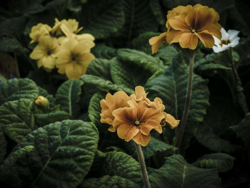 Close-up view of yellow and pale peach primrose flowers with ruffled petals, surrounded by large, textured green leaves. The flowers are positioned at different heights, with some in full bloom and others as buds. The scene appears to be outdoors, with natural lighting highlighting the vibrant colours and intricate details of the petals and foliage. The background shows additional greenery, creating a dense, lush setting. This image captures the natural aesthetic of garden plants, which can be relevant in the context of home relocation or packing processes when photographing garden or outdoor features. The overall composition aligns with the themes of moving services provided by Man With a Van Primrose Hill, including packing and transporting outdoor plants or garden furniture during furniture transport and home move logistics.