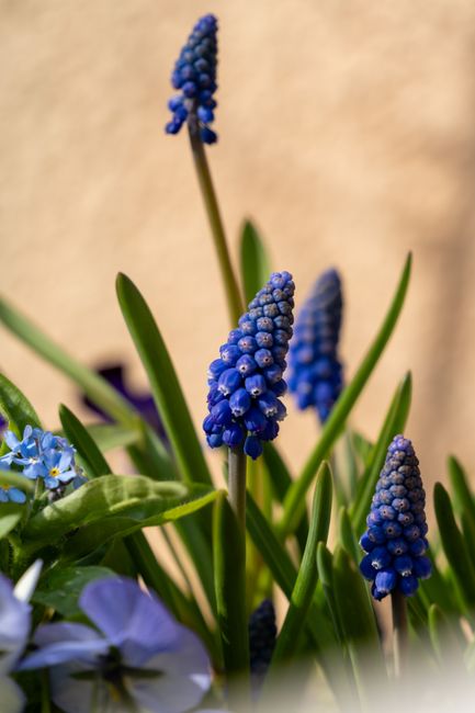 Close-up image of several blue grape hyacinth flowers with narrow, elongated clusters of small bell-shaped blooms on upright stems, surrounded by green leaves and some small light blue flowers. The background appears to be a plain indoor wall, with soft, natural lighting highlighting the vibrant colors of the flowers. This botanical detail emphasizes the natural elements that may be involved or affected during home relocation or packing processes, relevant to the services offered by Man With a Van Primrose Hill for removals and furniture transport in the Primrose Hill area.
